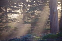 Cipressi all'interno del parco del Presidio Park di San Francisco in California