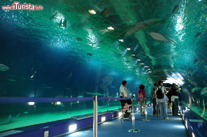 Immagine L'interno del grande acquario presso l'Oceanografic della Città delle Arti e delle Scienze di Valencia (Spagna). È questo il più grande acquario d'Europa - foto © Philip Lange / Shutterstock.com