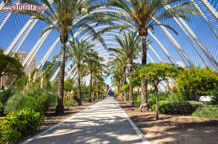 Immagine Palme lungo il vialetto alberato dell'Umbracle, uno degli edifici che compongono la Città delle Arti e delle Scienze di Valencia (Spagna) - foto © gumbao / Shutterstock.com