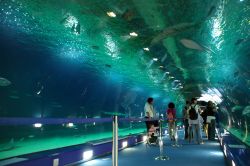 L'interno del grande acquario presso l'Oceanografic della Città delle Arti e delle Scienze di Valencia (Spagna). È questo il più grande acquario d'Europa - foto ...