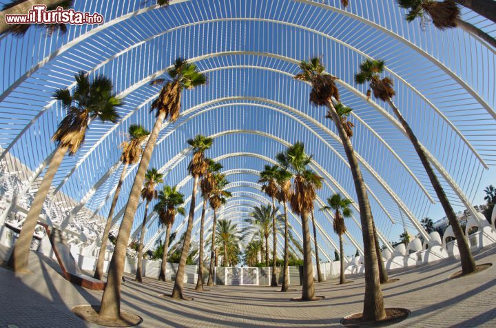 Immagine Le palme all'interno della struttura dell'Umbracle presso la Ciudad de las Artes y las Ciencias di Valencia, Spagna - foto © gumbao / Shutterstock.com