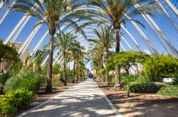 Palme lungo il vialetto alberato dell'Umbracle, uno degli edifici che compongono la Città delle Arti e delle Scienze di Valencia (Spagna) - foto © gumbao / Shutterstock.com
 ...