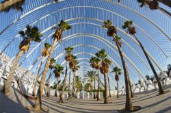 Le palme all'interno della struttura dell'Umbracle presso la Ciudad de las Artes y las Ciencias di Valencia, Spagna - foto © gumbao / Shutterstock.com