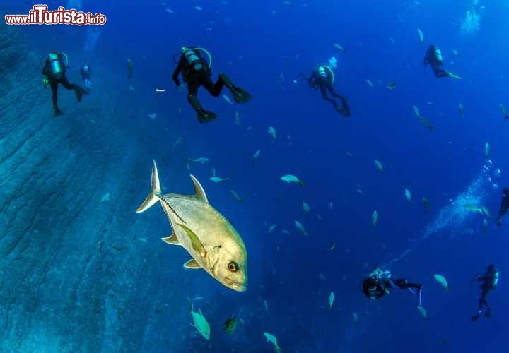 Arcipelago di Revillagigedo - Messico
Situato nell'Oceano Pacifico, l'arcipelago è formato da quattro isole di origine vulcanica - San Benedicto, Socorro, Roca Partida e Clarión - collocate di fronte allo stato di Colima, all'interno di un'area protetta. La loro posizione unita alla presenza dal 1957 della base della marina militare sull'isola di Socorro, che impedì sbarchi e istituì una serie di importanti limitazioni alla navigazione, ha permesso di trasformarle in una sorta di paradiso naturale in cui convivono balene, squali, razze e tantissime altre tipologie di fauna terrestre, in particolare uccelli marini.