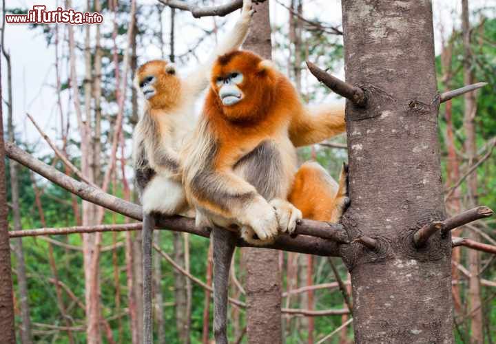 Hubei Shennongjia - Cina
Il sito naturale di Hubei Shennongjia, situato tra le montagne del nord-ovest della provincia di Hubei, offre un ecosistema forestale sub-tropicale unico, considerate le latitudini medie in cui si trova, e ben conservato. Oltre 5.000 sono le specie fra animali e piante, ospitate al suo interno. Molte anche le specie rare, come la salamadra cinese gitante, la scimmia dorata, il leopardo comune o nebuloso e l'orso nero asiatico. Hubei Shennongjia è inserito nei tre centri di biodiversità presenti in Cina ed è stato oggetto nel 19° e 20° secolo di varie spedizioni legate alla ricerca botanica.