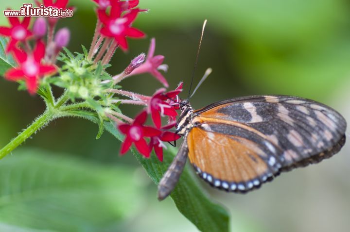 Immagine Esemplare di Heliconius melpomene, una farfalla messicana al Butterfly Arc di Montegrotto Terme