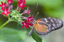 Esemplare di Heliconius melpomene, una farfalla messicana al Butterfly Arc di Montegrotto Terme