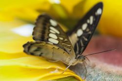 Una farfalla del genere Hamadryas fotografata alla Casa delle Farfalle di Montegrotto Terme