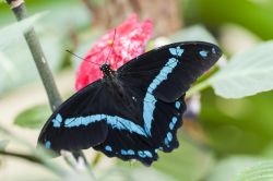 Una farfalla esotica al Butterfly Arc di Montegrotto Terme, la Casa delle Farfalle