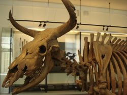 Uno scheletro antico di toro al Museo Nazionale di Danimarca a Copenaghen - ©  Eldrichr - CC BY-SA 3.0 - Wikipedia