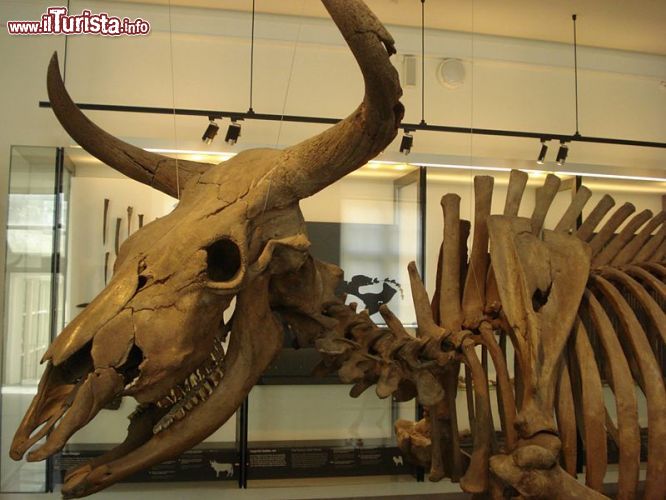 Immagine Uno scheletro antico di toro al Museo Nazionale di Danimarca a Copenaghen - ©  Eldrichr - CC BY-SA 3.0 - Wikipedia