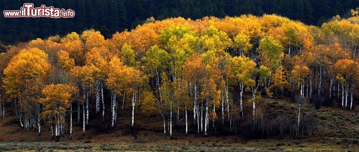Aspen Creek in Wyoming. i boschi in autunno diventano una magia di colori. Credit: Rick Carpenter