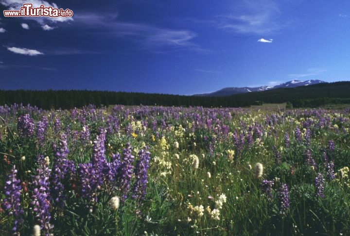 Wyoming - I fiori lungo la valle del fiume Bighorn. Credit: Egret Communications