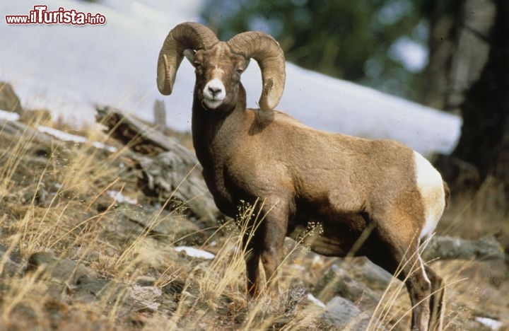 Wyoming - Il famoso Bighorn la capra delle Montagne Rocciose (Ovis canadensis). Credit: Wyoming Travel & Tourism