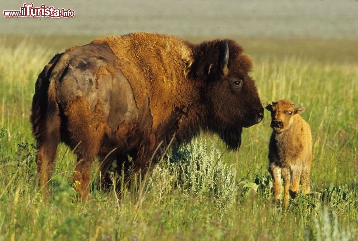 Un bisonte con cucciolo vicino al Teton Park del Wyoming. Credit: Fred Pflughoft