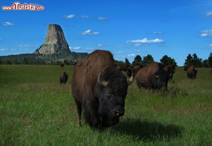 Devils Tower: la strana montagna del Wyoming con bisonti al pascolo. Credit: Rick Carpenter