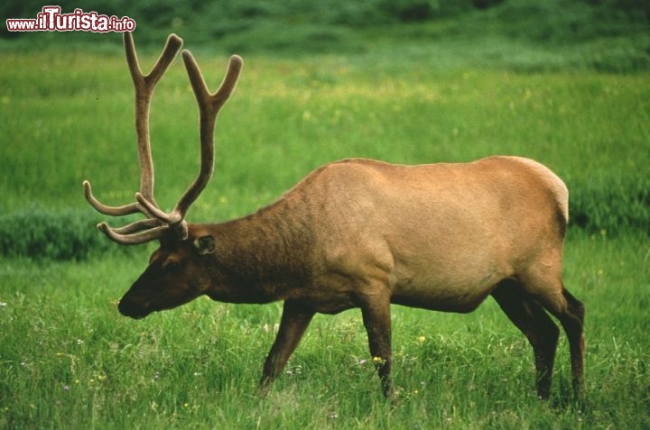 Un cervo nella natura di Yellowstone, mel Wyoming. Credit: Holger Leue