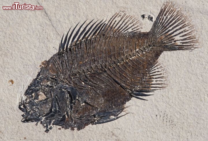 Un fossile nel Fossil Butte National Monument del Wyoming. Credit: Egret Communications
