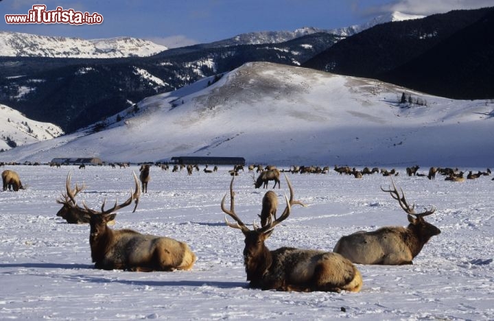 National Elk Refuge, area naturale protetta che si trova nello stato del Wyoming. Credit: Fred pflughoft