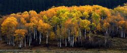 Aspen Creek in Wyoming. i boschi in autunno diventano ...