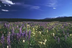 Wyoming - I fiori lungo la valle del fiume Bighorn. Credit: ...