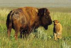 Un bisonte con cucciolo vicino al Teton Park ...