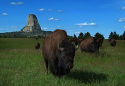 Devils Tower: la strana montagna del Wyoming con ...