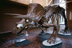 Wyoming: un dinosauro triceratopo. Credit: ...