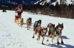 Dogsledding sulle nevi del Wyoming. Credit: ...