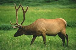 Un cervo nella natura di Yellowstone, mel Wyoming. Credit: ...