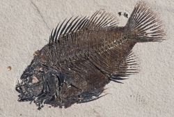 Un fossile nel Fossil Butte National Monument ...
