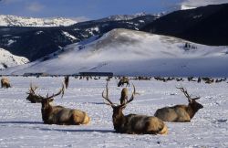 National Elk Refuge, area naturale protetta che ...
