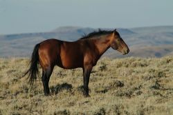 Cavallo selvaggio tra le colline del Wyoming. Credit: ...