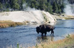 Un Bisonte nel Yellowstone National Park, in ...