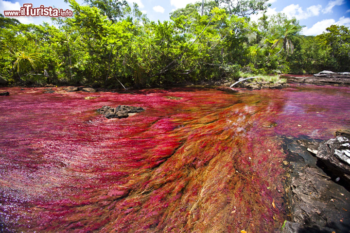 Caño Cristales, Colombia: chiamato il fiume dei cinque colori, per molti è un vero e proprio "arcobaleno liquido"! motivo di questa sua incredibile colorazione, che l'ha fatto definire come il fiume più bello del mondo, è dovuta alla presenza di alghe. Il fiume che ha una lughezza di circa 100 km nasce sul versante orientale delle Ande in Colombia, nella cosiddetta Serranía de la Macarena, una catena montuosa che tocca i 2.615 m di altitudine, e termina poi la sua corsa nel fiume Guyabero. Attenzione però: lo spettacolo del Caño Cristales si ripete solo poche settimane all'anno! Per vederlo dovete trovarvi qui quando la stagione passa dal monsone umido a quello secco: in qui giorni, in genere tra metà settembre e metà novembre, la "Macarena Clavigera" una alga d'acqua dolce cambia improvvisamente di colore, diventando di un rosso sangue, che si alterna al blu delle acque, il giallo della sabbia ed il verde delle altre alghe, spesso in un mix di tonalità intermedie. Anche noi in Italia avevamo un luogo simile, il Lago di Tovel, ma a causa dell'inquinamento sfrenato, lo abbiamo, ahimè, perso.