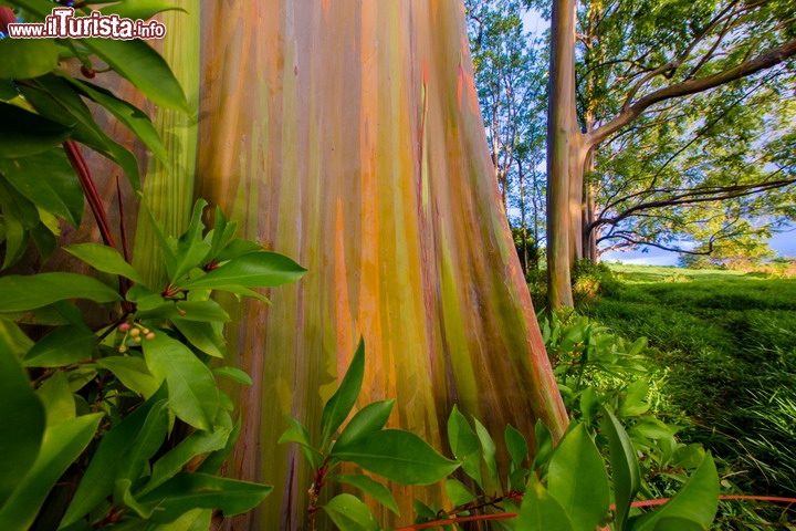 Eucalipto Arcobaleno, nella foresta dipinta a Maui, Hawaii -  Si chiama Eucalyptus deglupta, ed è l'unica specie di eucalipto endemica dell'emisfero boreale. Una delle sue caratteristiche peculiari è proprio la corteccia, che si sfoglia a più riprese durante l'anno, esponendo il verde intenso degli strati sottostanti. Gli strati superiori però cambiano colore, inscurendosi progressivamente, e quindi l'aspetto dell'albero diventa molto simile a quello dei colori dell'arcobaleno, con tonalità che variano dal viola e blu scuro fino al verde brillante, passando dall'arancione al marrone fino ad un rosso scuro. Per questo motivo è chiamato "Rainbow Tree". Si possono incontrare questi alberi in varie foreste del mondo, dal Messico alle Filippine, ma uno dei luoghi migliori per vederli si trova sull'isola di Maui, alle Hawaii. Li incontrate lungo la strada per Hana dove si trova la "Painted Forest" una concentrazione di questi alberi che vi fanno piombare in uno scenario alla Jurassic Park. Se poi capitate subito dopo delle piogge, vi sembrerà di essere catapultati dentro ad un dipinto ad olio, con i colori esaltati dal velo di umidità!  - © Shane Myers Photography / Shutterstock.com