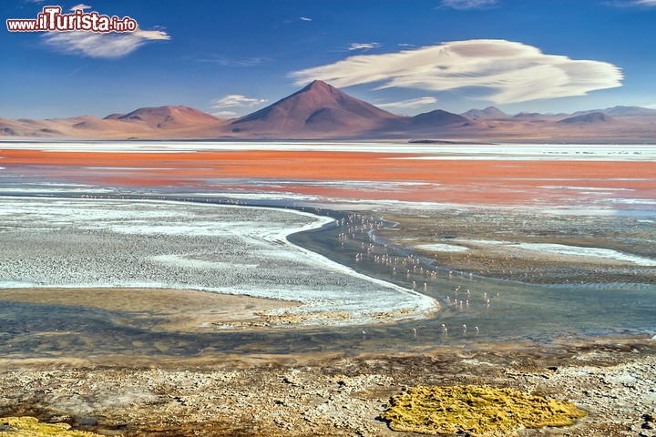 La Laguna Colorada, nel sud della Bolivia - Posta al confine con il CIle, nella provincia di Potosi, questo grande lago salato (salar) è un paradiso per i fotografi, oltre che un luogo prediletto dai fenicotteri. Le bianche croste dei sali minerali (borace), unite al rosso delle argille e delle fioriture di alghe, che prosperano nella acque alcaline del bacino, rendono il paesaggio quasi surreale. il tutto reso magico grazie al profilo arido dei vulcani andini (vedi clima Bolivia), spesso accompagnati da gruppi di nubi lenticolari, generate dai forti venti occidentali che si ondulano attraversando la catena delle Ande. Questo lago è famoso per ospitare una numerosa colonia di fenicotteri di James, una specie minacciata, con una popolazione in costante calo negli ultimi decenni. Il lago fa parte della lista delle zone umide di importanza internazionale, ratificata dalla Convenzione di Ramsar - © milosk50 / Shutterstock.com