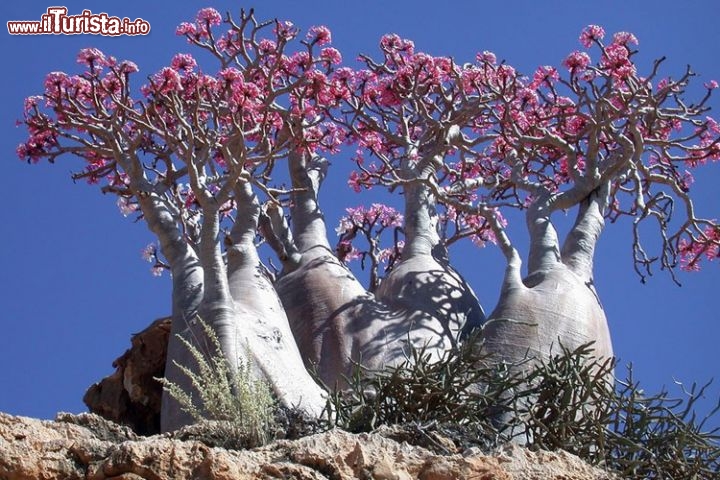Gli incredibili alberi dell'Isola di Socotra, Yemen - L'isola di Socotra, al largo delle coste meridionali dello Yemen, è una destinazione veramente speciale, unica al mondo. Da molti è considerata come il luogo più alieno della terra. E' un isola piuttosto grande, lunga 132 km e larga 50 km, con la cima più elevata che supera i 1.500 m di altitudine. Di certo sono i suoi strani ed originali alberi, a renderla un posto veramente incredibile.
