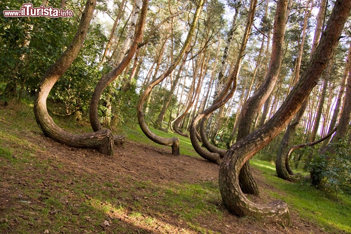 Foresta alberi curvi Polonia vicino Gryfino - In effetti questo potrebbe essere davvero un luogo alieno! Di certo si sa che i pini furono piantati circa 82 anni fa, intorno al 1930, ma perchè si presentino così incurvati è un vero mistero. Molti pini sono infatti piegati alla base con un angolo arrotondato di circa 90°. Probabile sia stata opera dell'uomo, ma il motivo di questa deformazione indotta è tutt'ora sconosciuto. La piegatura avvenne nel periodo precedente alla seconda guerra mondiale, ma dopo la fine del conflitto le piante ripresero a crescere in modo normale. Comunque sia per fare delle foto particolari dovete recarvi in zona di Stettino, Gryfino dista infatti una ventina di km dalla città sul fiume Oder.