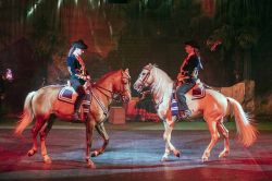 Show equestre, uno spettacolo al Safari Park di Pombia in Piemonte - © safaripark.it