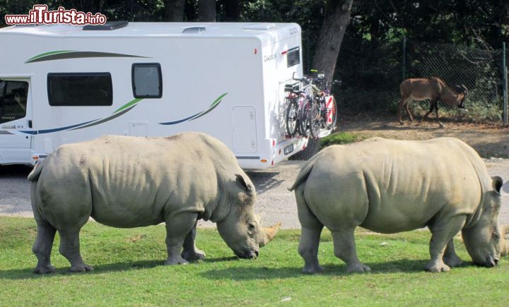 Immagine Rinoceronti allo zoo safari di Pombia in Piemonte - © Crixus 2015 - CC BY-SA 4.0 - Wikipedia