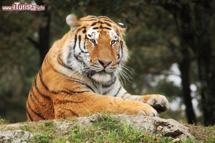 Immagine Una tigre al Safari Park di Pombia in Piemonte