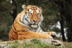 Una tigre al Safari Park di Pombia in Piemonte