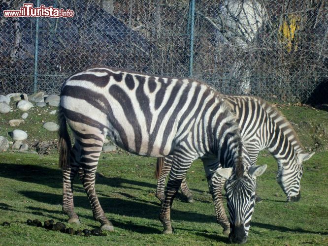 Immagine Zebre al pascolo al Safari Park di Pombia - © Cash2013 - CC BY-SA 3.0 - Wikipedia