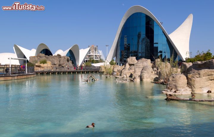 Immagine La grande piscina del Parco Oceanografico di Valencia in Spagna - © Andrei Rybachuk / Shutterstock.com