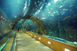 Il grande tunnel sottomarino del Parco Oceanografico di Valencia - © bright / Shutterstock.com 