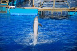 Spettacolo con i delfini all'acquario di Valencia, l'Oceanografic, il più grande d'Europa