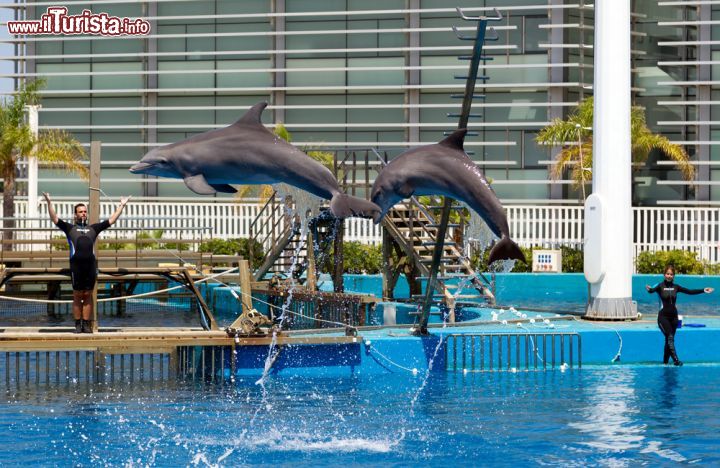 Immagine Show con delfini nella piscina dell'Oceanografic di Valencia - © Andrei Rybachuk / Shutterstock.com