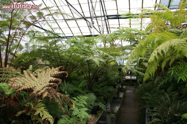 Immagine Felci in una serra dei Royal Botanical Gardens di Edimburgo. Le serre sono le uniche sezioni a pagamento del complesso