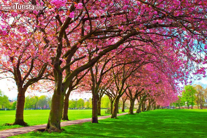 Immagine La fioritura primaverile è uno dei momenti migliori per visitare il parco del Giardino Botanico Reale di Edimburgo